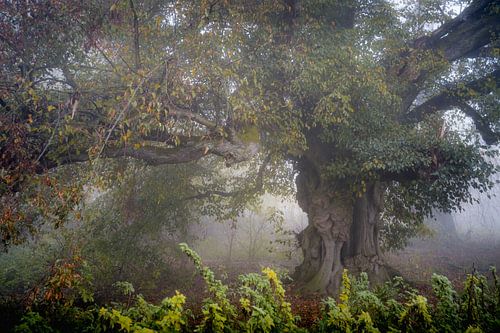 Herfstnevel bij de oude sprookjesachtige herderslinde