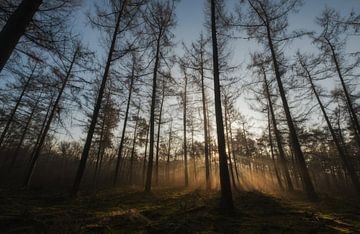 Sonnenstrahlen von Moetwil en van Dijk - Fotografie