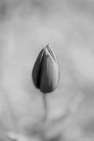 Birth of a tulip