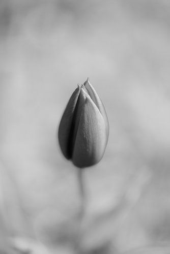 Birth of a tulip