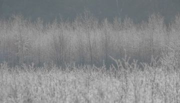 Arbres givrés sur Photographer_Kathinka