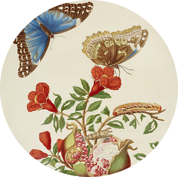 Granaatappel en Menelaos Blauwe Morpho vlinder, Maria Sibylla Merian