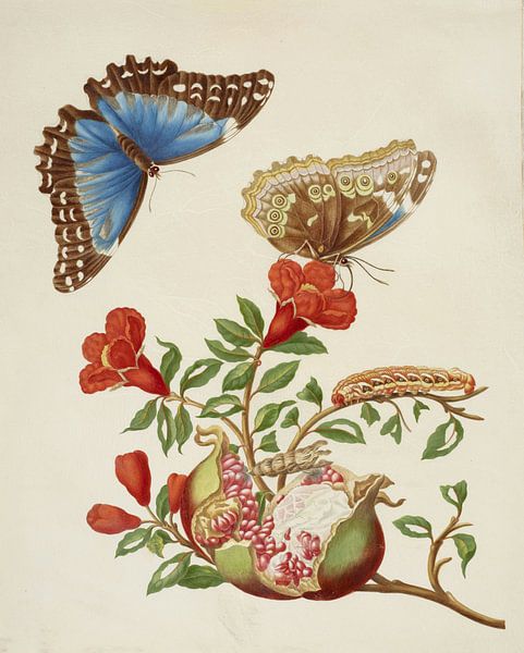 Pomegranate and Menelaus Blue Morpho Butterfly, Maria Sibylla Merian by Masterful Masters