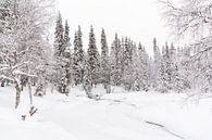 Witte, winterse wereld van Lapland. van Miranda van Assema thumbnail