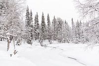 Die weiße, winterliche Welt von Lappland.