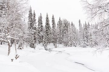 Witte, winterse wereld van Lapland. van Miranda van Assema