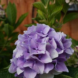 Joep Rumpf photo de profil