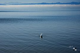 Lake Constance with swan on a dive by aRi F. Huber