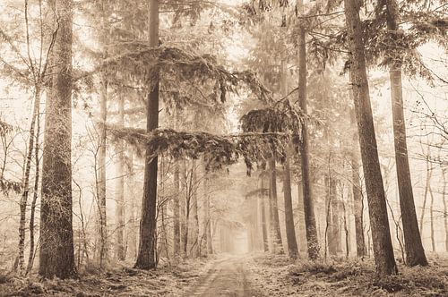 Winters Speulderbos
