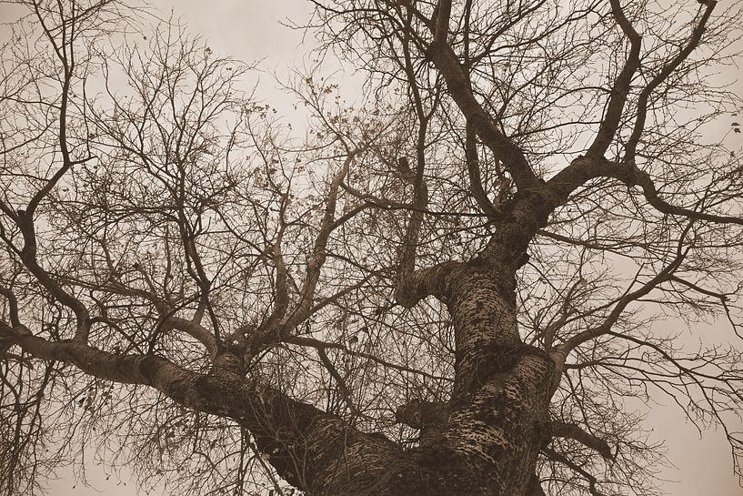 Kahle Baumkronen in Sepia. von Jose Lok