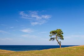Kiefer Haväng von Sven-Erik Arndt