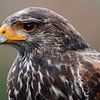 Porträtbussard. von Janny Beimers