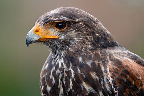 Portret buizerd.