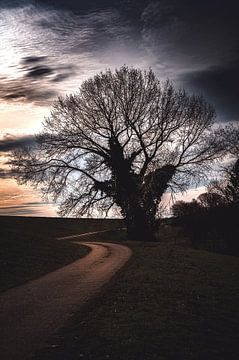 De boom die niet meer bestaat van Derlach Photography
