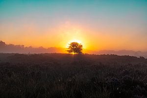Die Drentse Heide bei Sonnenaufgang