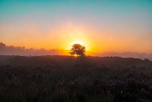 De Drentse heide tijdens zonsopkomst