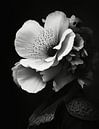 Fascinerende vrouw met een uitzonderlijk grote bloem op haar hoofd van ArtDesign by KBK thumbnail
