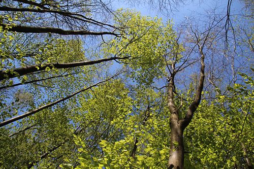 Schau nach oben in den Wald