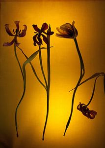 Vier Herausgestellte Tulpen