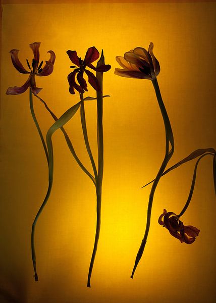 Vier Blootgestelde Tulpen van Susan Hol