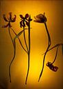 Vier Blootgestelde Tulpen van Susan Hol thumbnail
