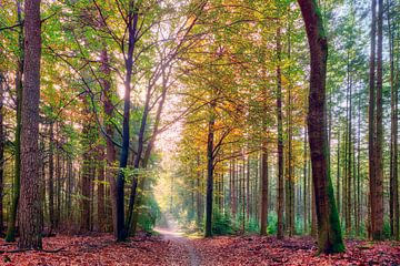Zonnestralen op een bospad tijdens de herfst van eric van der eijk