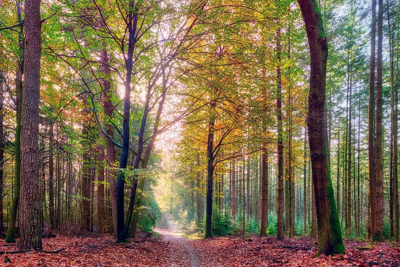 Sunbeams on a forest path during autumn by eric van der eijk