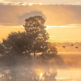 Morgendämmerung in der Kampina von Edwin Stuit