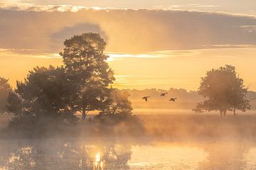 Morgendämmerung in der Kampina