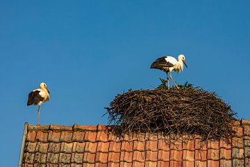 Ooievaars in Hunawihr in de Elzas