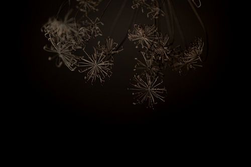 fleur séchée