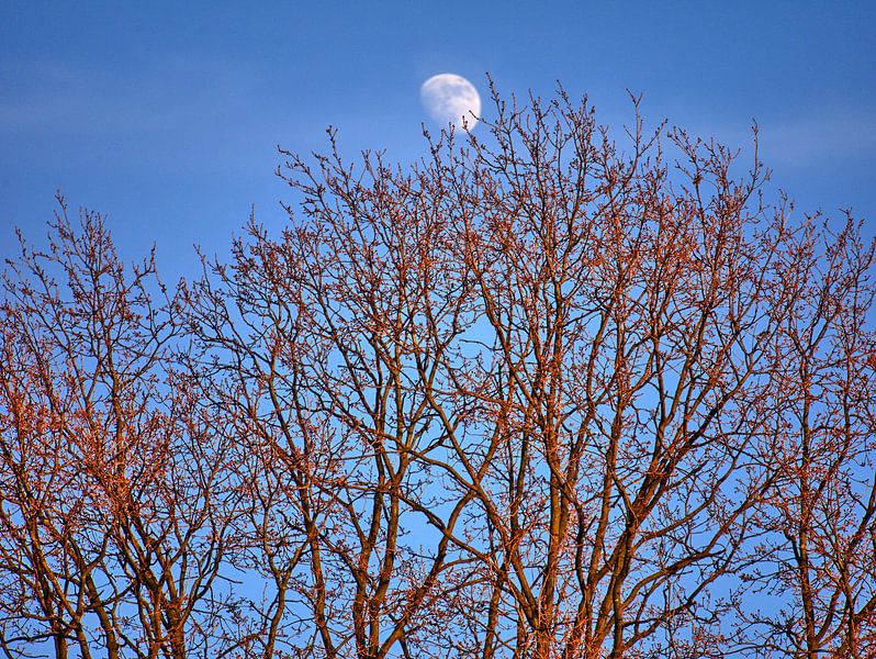 Jour Lune par Edgar Schermaul