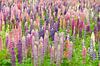 Flowering field full of lupines in pink and purple sur Caroline Piek Aperçu