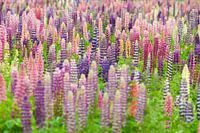 Bloemenveld met roze en paarse lupine bloemen