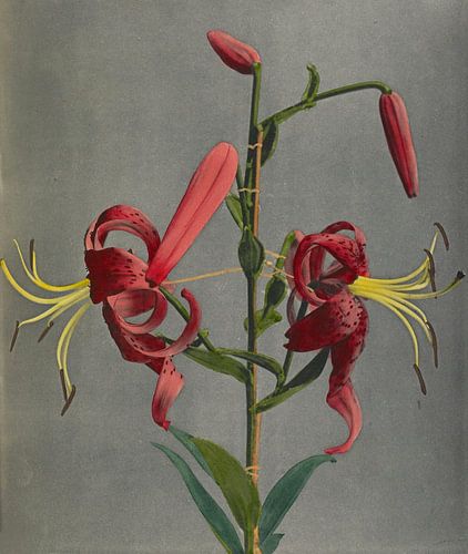 Lily, Ogawa Kazumasa