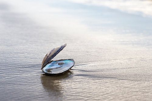 Schelpje op het strand