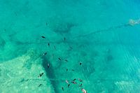poisson