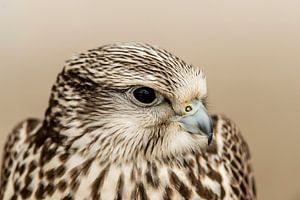 Bird of prey