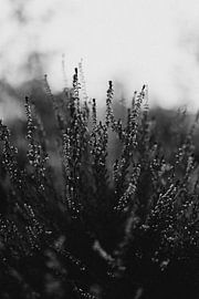 Heidekrautblüten Schwarz-Weiß von Eke Salomé