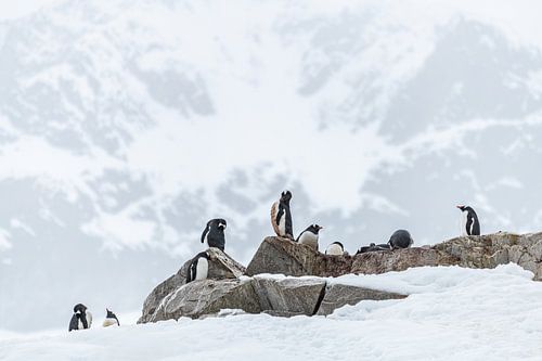 Eselspinguine Antarktis für Berg
