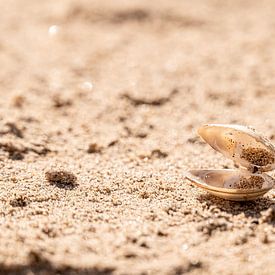 Open schelp op het strand van Rutger van der Klip