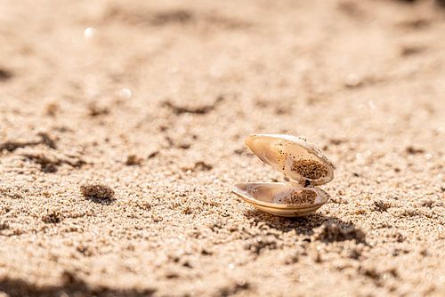 Coquille ouverte sur la plage