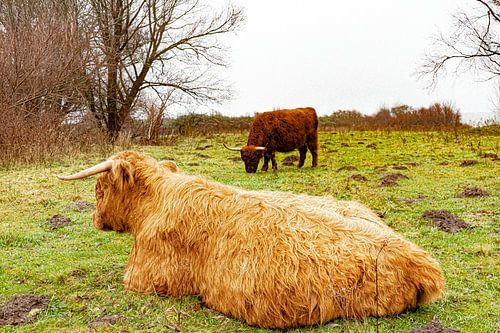 Schotse hooglanders 
