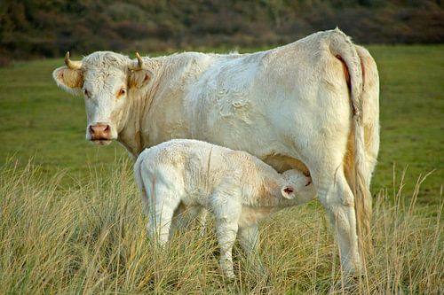 Kuh in niederländischer Landschaft