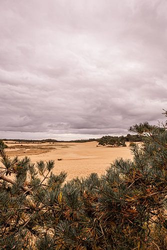 Trees on sand 11 - Loonse en Drunense Duinen