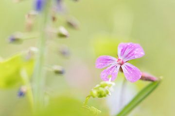 Fleurs dans la forêt sur Jacqueline de Groot