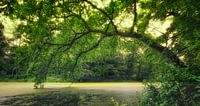 Green Forrest by Remco Lefers thumbnail