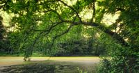 Green Forrest