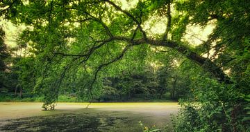 Forêt verte sur Remco Lefers