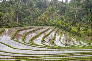 Grüne frische Reisterrassen auf Bali, Indonesien